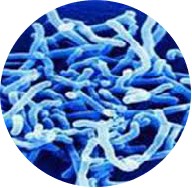 Bifidobacterium longum.
