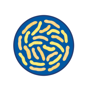 Lactobacillus 파라 카세 타슈 몬스 트레인 식품 산업에서 probiotics 분말
