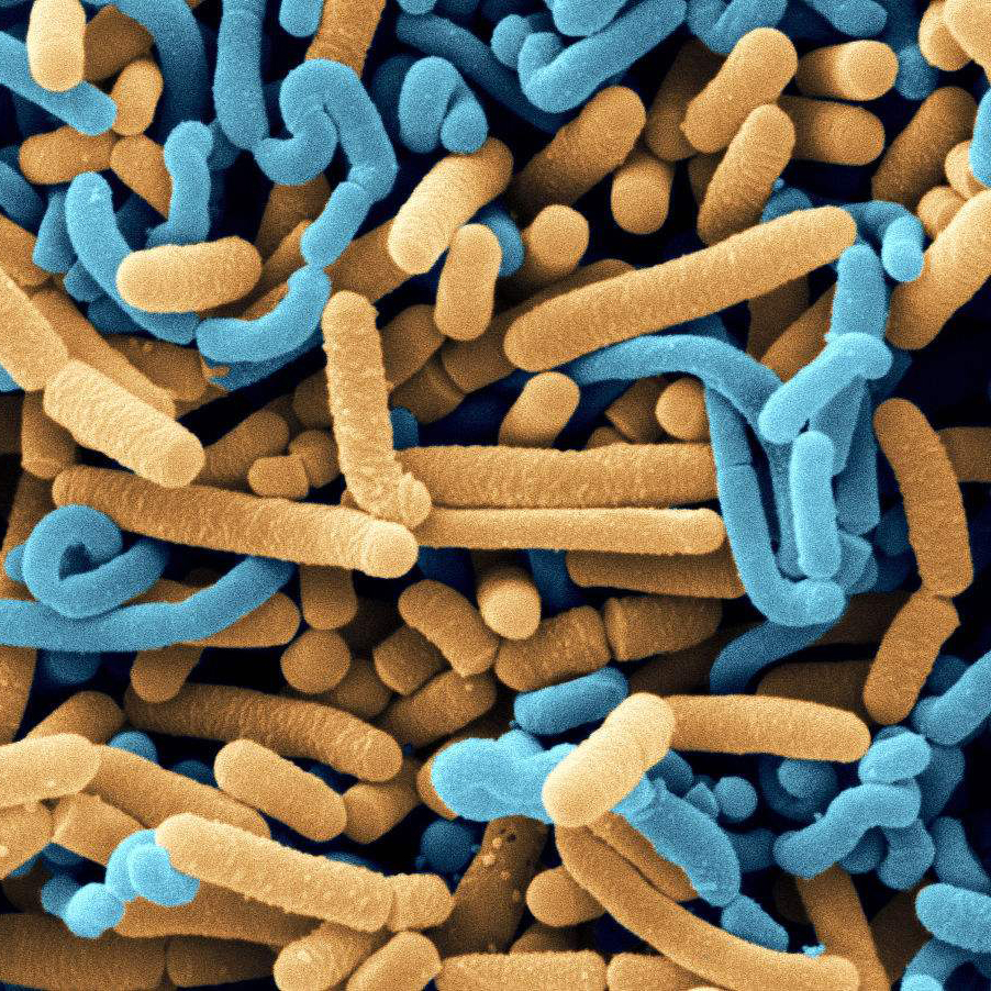 모노 트레인 probiotics 분말 과일 야채 주스를위한 식품 산업에서 락토 바실러스 발효