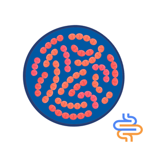 장의 건강 probiotics 분말을 보호하기위한 혼합 프로바이오틱스 공식
