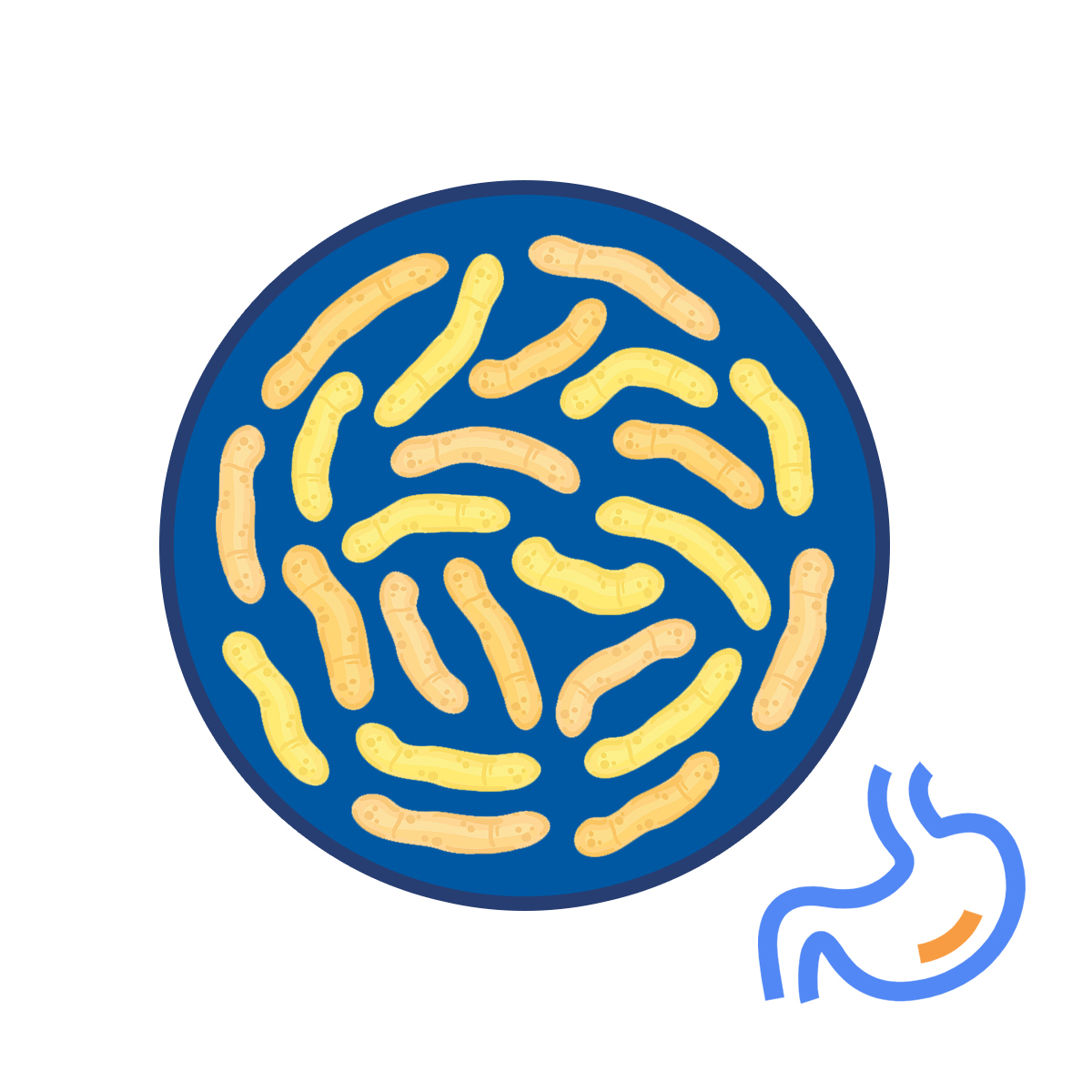 Anti-Helicobacter Pylori Premix Probiotics 분말을위한 성인용